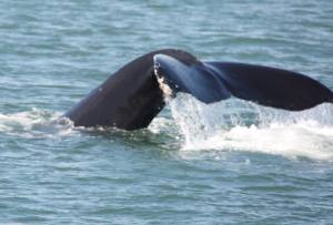 10411753_10206793769233252_7405740587566916046_n