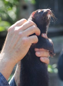 11140049_10206784529442263_7541945032523411581_n