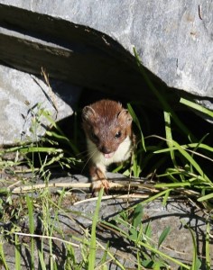 11698397_10206784530002277_8371998473172902223_n