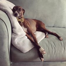 12308525_10207774188343117_922537198557539083_n