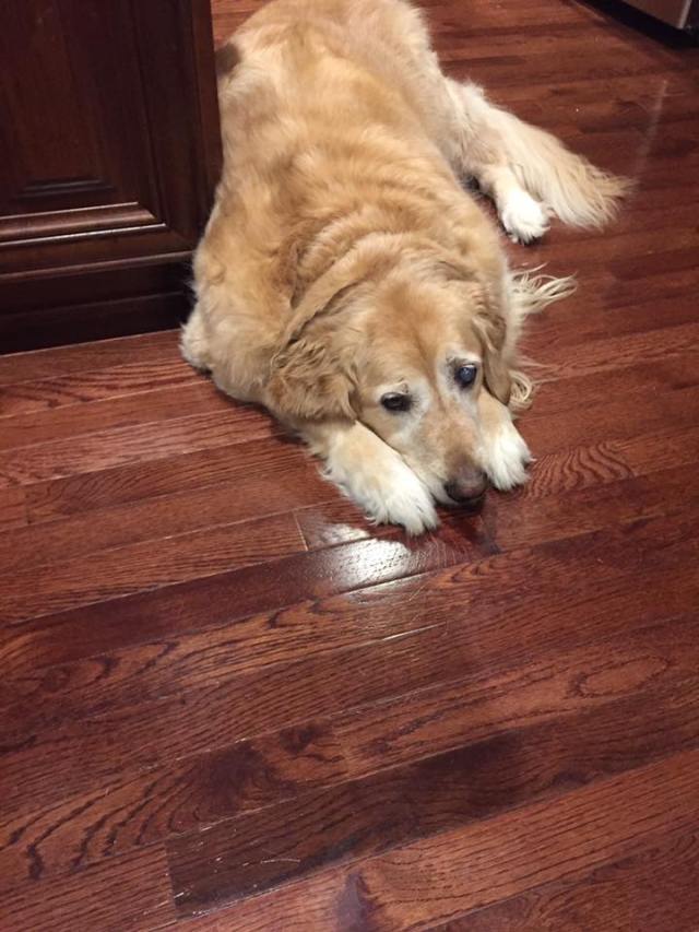 12512651_10208716534661186_1725114469679225430_n