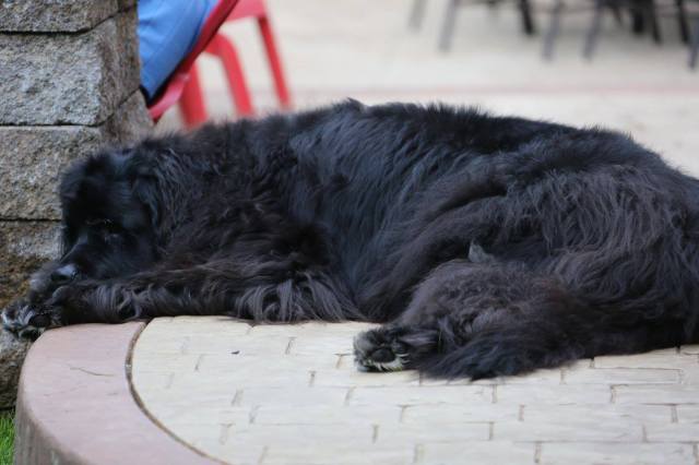 13131569_10208981491404939_2731358905988593970_o