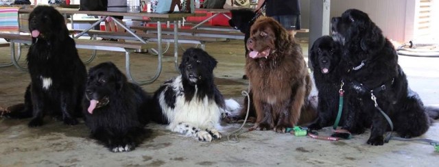 10456002_10206624791048903_4762958641038314545_n